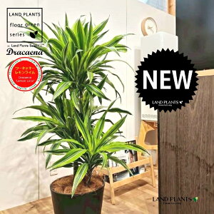 hZii؎dāF[lbL[ECj 10 F ZA[g 1 yRRt@Co[EMz hZi[lbL[ hZi[lbL[C VV}Zl