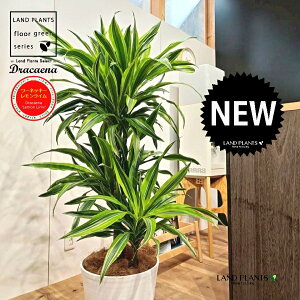 hZii؎dāF[lbL[ECj 10 F ZA[g 1 yRRt@Co[EMz hZi[lbL[ hZi[lbL[C VV}Zl