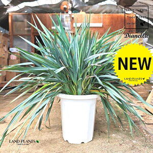 fBAli{^ Eu[Xg[j 10 vX`bN 1 O\ O\H   fBAl{^u[Xg[ DIANELLA REVOLUTA 'BLUE STREAM'