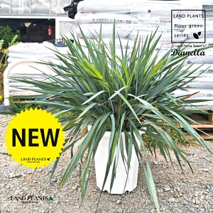 �f�B�A�l���i���{���^ �E�u���[�X�g���[���j 10�� �v���X�`�b�N�� 1�� �O�\ �O�\�H�� �� ���� �f�B�A�l�����{���^�u���[�X�g���[�� DIANELLA REVOLUTA 'BLUE STREAM'