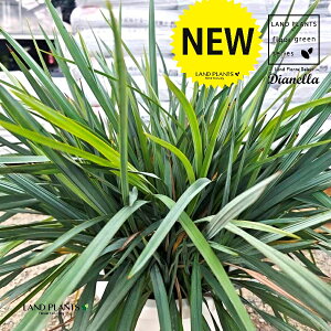 �f�B�A�l���i���{���^ �E�u���[�X�g���[���j 10�� �v���X�`�b�N�� 1�� �O�\ �O�\�H�� �� ���� �f�B�A�l�����{���^�u���[�X�g���[�� DIANELLA REVOLUTA 'BLUE STREAM'