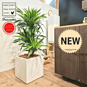 hZii؎dāF[lbL[ECj 10 F t@Co[ L[u^ 픫 1 yRRt@Co[EMz hZi[lbL[ hZi[lbL[C 