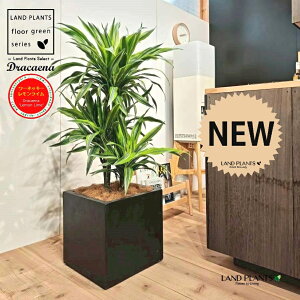 hZii؎dāF[lbL[ECj 10 F t@Co[ L[u^ 픫 1 yRRt@Co[EMz hZi[lbL[ hZi[lbL[C 