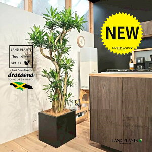 ドラセナ(ソングオブジャマイカ) 10号 黒色 ファイバー製 キューブ型 陶器鉢 1鉢 【内部受皿・ココファイバー】 ソングオブ ジャマイカ ドラセナ・ソング・オブ・ジャマイカ センジュラ