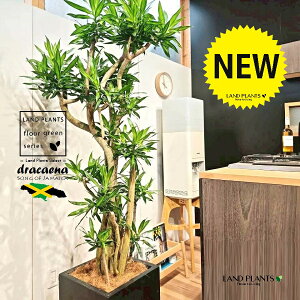 ドラセナ(ソングオブジャマイカ) 10号 黒色 ファイバー製 キューブ型 陶器鉢 1鉢 【内部受皿・ココファイバー】 ソングオブ ジャマイカ ドラセナ・ソング・オブ・ジャマイカ センジュラ