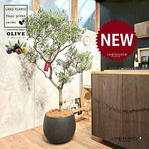 オリーブ(美樹形:剪定仕立て) 10号 黒色 ぽってり スタイリッシュ 植木鉢 1鉢 【内部受皿・ココファイバー】 オリーブの木 オリーブの樹 結婚式で両親へのプレゼント 結婚式の記念品 両