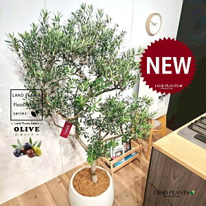 オリーブ(美樹形:剪定仕立て) 10号 白色 ぽってり スタイリッシュ 植木鉢 1鉢 【内部受皿・ココファイバー】 オリーブの木 オリーブの樹 結婚式で両親へのプレゼント 結婚式の記念品 両