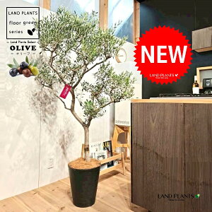 I[ui`Fdāj 10 F ZA[g 1 yMERRt@Co[z I[u̖ I[u̎ ŗeւ̃v[g ̋LOi eMtg e