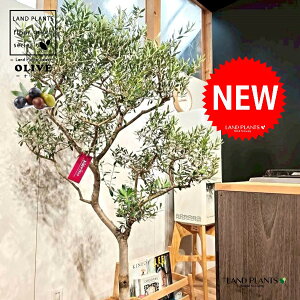 オリーブ(美樹形:剪定仕立て) 10号 黒色 セラアート鉢 1鉢 【受皿・ココファイバー】 オリーブの木 オリーブの樹 結婚式で両親へのプレゼント 結婚式の記念品 両親贈呈ギフト 両親贈呈