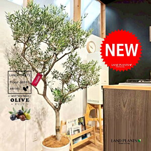 I[ui`Fdāj 10 F ZA[g 1 yMERRt@Co[z I[u̖ I[u̎ ŗeւ̃v[g ̋LOi eMtg e