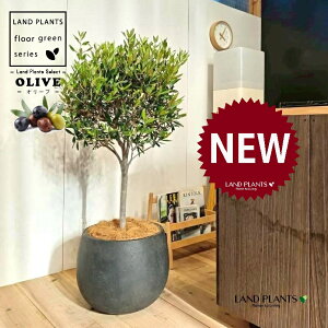 オリーブ(トピアリー仕立て) 10号 黒色 ぽってり スタイリッシュ 植木鉢 1鉢 【内部受皿・ココファイバー】 オリーブの木 オリーブの樹 結婚式で両親へのプレゼント 結婚式の記念品 両親