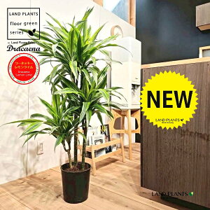 yc؁z hZii[lbL[ECj 7 vX`bNc 1 hZi[lbL[ hZi[lbL[C VV}Zl{N Dracaena flemon lime'