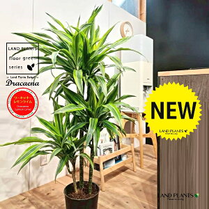 yc؁z hZii[lbL[ECj 7 vX`bNc 1 hZi[lbL[ hZi[lbL[C VV}Zl{N Dracaena flemon lime'