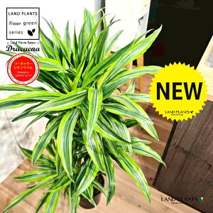 yc؁z hZii[lbL[ECj 7 vX`bNc 1 hZi[lbL[ hZi[lbL[C VV}Zl{N Dracaena flemon lime'