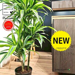 yc؁z hZii[lbL[ECj 7 vX`bNc 1 hZi[lbL[ hZi[lbL[C VV}Zl{N Dracaena flemon lime'