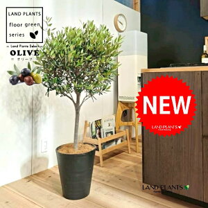 I[uigsA[dāj 10 F ZA[g 1 yMERRt@Co[z I[u̖ I[u̎ ŗeւ̃v[g ̋LOi eMtg ei O