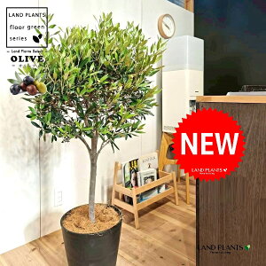 I[uigsA[dāj 10 F ZA[g 1 yMERRt@Co[z I[u̖ I[u̎ ŗeւ̃v[g ̋LOi eMtg ei O