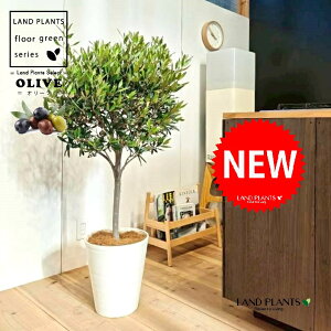 I[uigsA[dāj 10 F ZA[g 1 yMERRt@Co[z I[u̖ I[u̎ ŗeւ̃v[g ̋LOi eMtg ei O