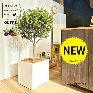 オリーブ(トピアリー仕立て) 10号 白色 ファイバー製 キューブ型 陶器鉢 1鉢 【内部受皿・ココファイバー】 オリーブの木 オリーブの樹 結婚式で両親へのプレゼント 結婚式の記念品 両親