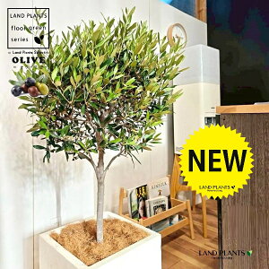 オリーブ(トピアリー仕立て) 10号 白色 ファイバー製 キューブ型 陶器鉢 1鉢 【内部受皿・ココファイバー】 オリーブの木 オリーブの樹 結婚式で両親へのプレゼント 結婚式の記念品 両親