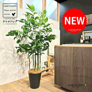 `hAiiF^j 10 F ZA[g 1 yRRt@Co[EMz `hA REZC`hA ` V VmL q q̖ C. microspadix