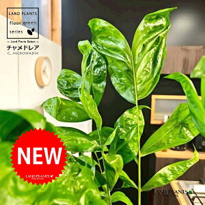 `hAiiF^j 10 F ZA[g 1 yRRt@Co[EMz `hA REZC`hA ` V VmL q q̖ C. microspadix