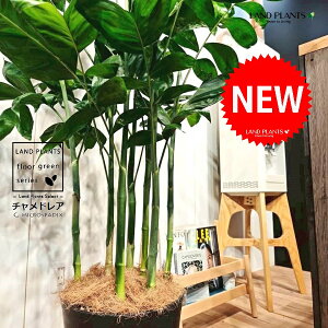 `hAiiF^j 10 F ZA[g 1 yRRt@Co[EMz `hA REZC`hA ` V VmL q q̖ C. microspadix