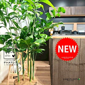 `hAiiF^j 10 F ZA[g 1 yRRt@Co[EMz `hA REZC`hA ` V VmL q q̖ C. microspadix