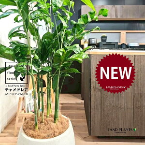 `hAiiF^j 10 F ۂĂ X^CbV Aؔ 1 yRRt@Co[EMz `hA REZC`hA ` V VmL q q̖ C. m