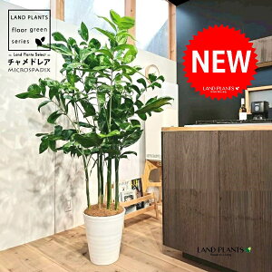 `hAiiF^j 10 F ZA[g 1 yRRt@Co[EMz `hA REZC`hA ` V VmL q q̖ C. microspadix