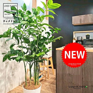 `hAiiF^j 10 F ZA[g 1 yRRt@Co[EMz `hA REZC`hA ` V VmL q q̖ C. microspadix