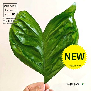 `hAiiF^j 10 F t@Co[ L[u^ 픫 1 yRRt@Co[EMz `hA REZC`hA ` V VmL q q̖ C. m