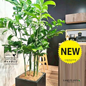 チャメドレア(高性品種:大型) 10号 黒色 ファイバー製 キューブ型 陶器鉢 1鉢 【ココファイバー・受皿】 高性チャメドレア コウセイチャメドレア チャメ ヤシ ヤシノキ 椰子 椰子の木 C. m