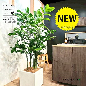 チャメドレア(高性品種:大型) 10号 白色 ファイバー製 キューブ型 陶器鉢 1鉢 【ココファイバー・受皿】 高性チャメドレア コウセイチャメドレア チャメ ヤシ ヤシノキ 椰子 椰子の木 C. m