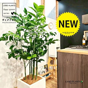 `hAiiF^j 10 F t@Co[ L[u^ 픫 1 yRRt@Co[EMz `hA REZC`hA ` V VmL q q̖ C. m