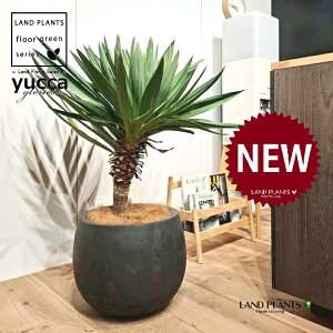 ユッカ(グロリオーサ:幹あり) 10号 黒色 ぽってり スタイリッシュ 植木鉢 1鉢 【ココファイバー・受皿】 ユッカグロリオサ グロリオサ ユッカ ヤッカ ドライガーデン yucca gloriosa