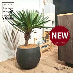 ユッカ(グロリオーサ:幹あり) 10号 黒色 ぽってり スタイリッシュ 植木鉢 1鉢 【ココファイバー・受皿】 ユッカグロリオサ グロリオサ ユッカ ヤッカ ドライガーデン yucca gloriosa