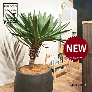 ユッカ(グロリオーサ:幹あり) 10号 黒色 ぽってり スタイリッシュ 植木鉢 1鉢 【ココファイバー・受皿】 ユッカグロリオサ グロリオサ ユッカ ヤッカ ドライガーデン yucca gloriosa