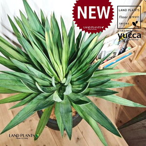 ユッカ(グロリオーサ:幹あり) 10号 黒色 ぽってり スタイリッシュ 植木鉢 1鉢 【ココファイバー・受皿】 ユッカグロリオサ グロリオサ ユッカ ヤッカ ドライガーデン yucca gloriosa