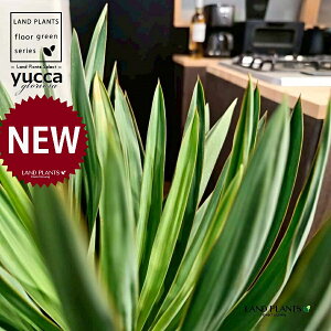 ユッカ(グロリオーサ:幹あり) 10号 黒色 ぽってり スタイリッシュ 植木鉢 1鉢 【ココファイバー・受皿】 ユッカグロリオサ グロリオサ ユッカ ヤッカ ドライガーデン yucca gloriosa