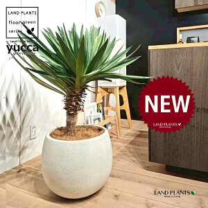 bJiOI[TFj 10 F ۂĂ X^CbV Aؔ 1 yRRt@Co[EMz bJOIT OIT bJ bJ hCK[f yucca gloriosa