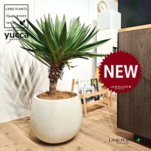 ユッカ(グロリオーサ:幹あり) 10号 黒色 ぽってり スタイリッシュ 植木鉢 1鉢 【ココファイバー・受皿】 ユッカグロリオサ グロリオサ ユッカ ヤッカ ドライガーデン yucca gloriosa