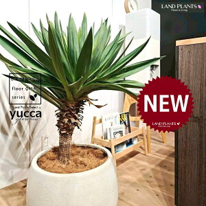 ユッカ(グロリオーサ:幹あり) 10号 黒色 ぽってり スタイリッシュ 植木鉢 1鉢 【ココファイバー・受皿】 ユッカグロリオサ グロリオサ ユッカ ヤッカ ドライガーデン yucca gloriosa