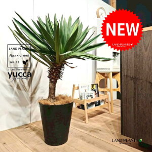 bJiOI[TFj 10 F ZA[g 1 yRRt@Co[EMz bJOIT OIT bJ bJ hCK[f yucca gloriosa