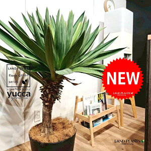 bJiOI[TFj 10 F ZA[g 1 yRRt@Co[EMz bJOIT OIT bJ bJ hCK[f yucca gloriosa