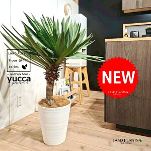 bJiOI[TFj 10 F ZA[g 1 yRRt@Co[EMz bJOIT OIT bJ bJ hCK[f yucca gloriosa