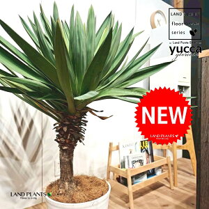 bJiOI[TFj 10 F ZA[g 1 yRRt@Co[EMz bJOIT OIT bJ bJ hCK[f yucca gloriosa