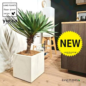 bJiOI[TFj 10 F t@Co[ L[u^ 1 yRRt@Co[EMz bJOIT OIT bJ bJ hCK[f yucca gloriosa