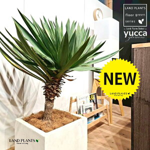 bJiOI[TFj 10 F t@Co[ L[u^ 1 yRRt@Co[EMz bJOIT OIT bJ bJ hCK[f yucca gloriosa