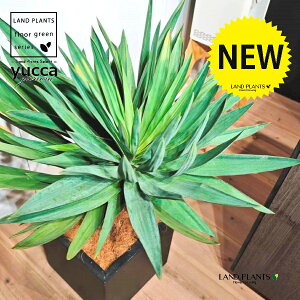 bJiOI[TFj 10 F t@Co[ L[u^ 1 yRRt@Co[EMz bJOIT OIT bJ bJ hCK[f yucca gloriosa